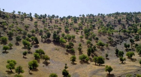 ۲۸ هزار هکتار جنگل طبیعی بنه در رشتخوار نیازمند حمایت