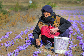 برداشت طلای «سرخ»