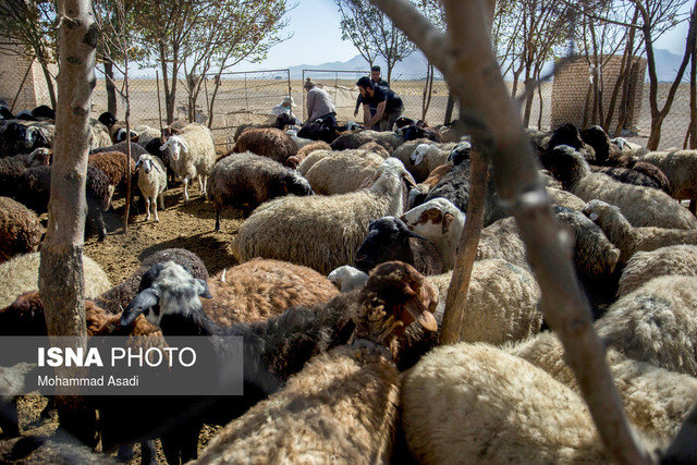 قیمت خرید حمایتی دام روستایی ابلاغ شد/ هر کیلو گوسفند نر ۶۲ هزار تومان