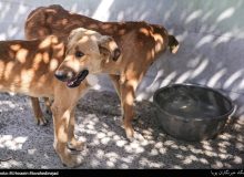 خطر مدفوع رهاسازی شده سگ‌ها در کمین سلامتی انسان/ کدام بیماری‌ها از طریق مدفوع سگ منتقل می‌شوند؟