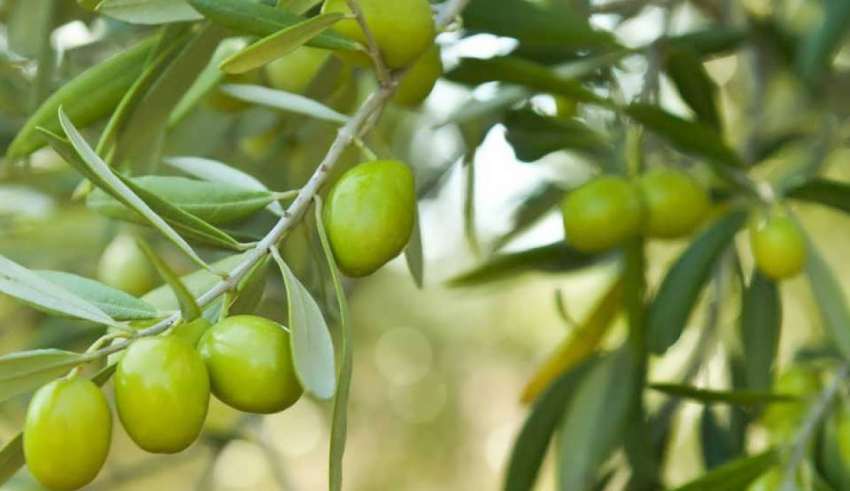 Olive-tree-planting-5-850x491LXUd0au