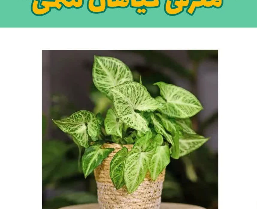 معرفی گیاهان سمی و عوارض آن‌ها