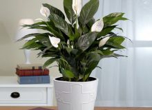 معرفی گیاه سمی اسپاتی فیلوم، گل صلح یا گل چمچمه‌ای ( peace lily ) و عوارض آن‌ها