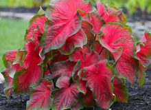 معرفی گیاه سمی کالادیوم یا فیل گوش (Caladium Plant) و عوارض آن