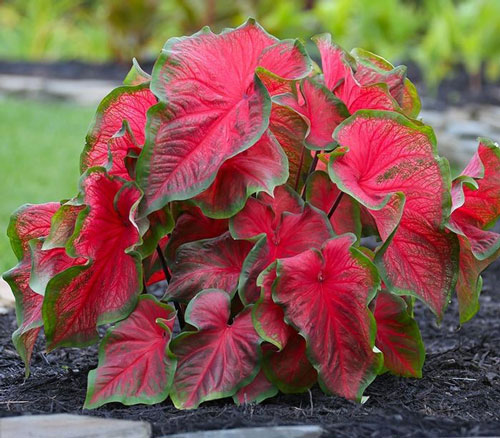 معرفی گیاه سمی کالادیوم یا فیل گوش (Caladium Plant) و عوارض آن