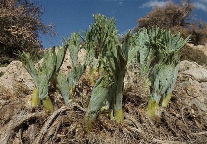 " گیاه بیلهر" سمی و عامل سرطان گوارش است