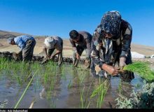 فوت دومین جوان کشاورز در مازندران بر اثر بیماری "تب شالیزار"