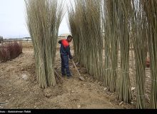 رویداد فن‌بازار و نمایشگاه ازدیاد درختان میوه آغاز شد/ بسیج امکانات برای کمک به پروژه ملی یک میلیارد نهال