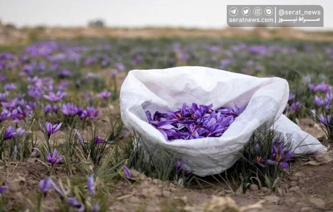 زعفران ایرانی به کام اسپانیایی‌ها