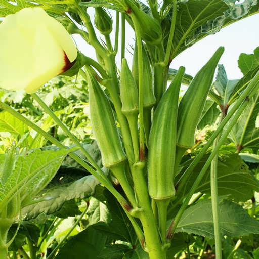 okra-plant