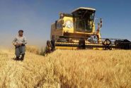 نامه رئیس کمیسیون کشاورزی مجلس به نوری‌قزلجه درباره نرخ خرید تضمینی گندم