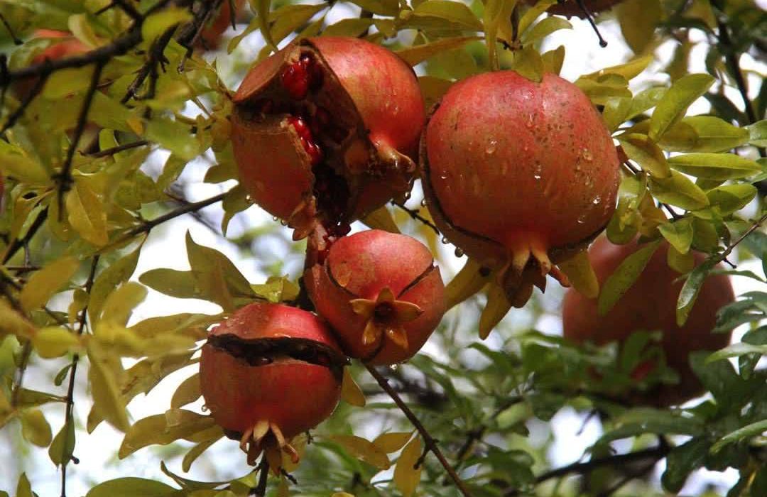 داستان انار