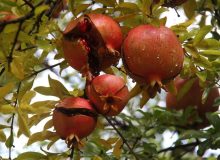 داستان انار